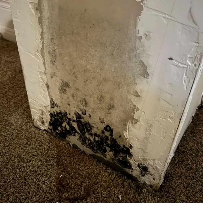 Professional Mold Removal in Clinton, TN